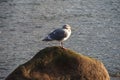 Patroller of the sky & sea Royalty Free Stock Photo