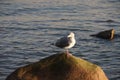 Patroller of the sky & sea Royalty Free Stock Photo