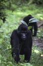 Patrolling gorillas, Bwindi Impenetrable Forest, Uganda Royalty Free Stock Photo