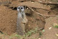 Patrolling meerkat Royalty Free Stock Photo
