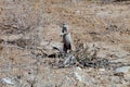 Patrolling Striped Ground Squirrel, Xerus erythropus, Kalahari,