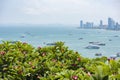 Pattaya city view point / Pink plumeria or frangipani flower on hill with pattaya beach sea and harbor landmark travel