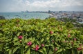 Pattaya cityscape view point / Pink plumeria or frangipani flower on hill with pattaya beach sea and harbor