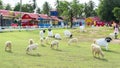 Pattaya Sheep Farm.