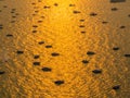 Boats at sunset. In Pattaya, Thailand Royalty Free Stock Photo