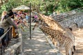 Tourists feed giraffes at Pattaya Zoo Royalty Free Stock Photo