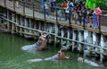 Tourists feeding the Giant Hippopotamuses from the River Bridge