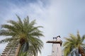 Looking up at palm trees with hotel at Pattaya beach on blue sky and cloud as a background. Royalty Free Stock Photo