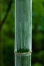 Patten on bamboo Royalty Free Stock Photo