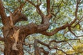 Patten of branch Big Samanea saman tree