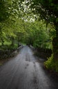 Patterdale Bridge Surrounded by Lush Green Trees