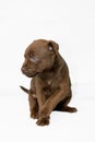 Patterdale puppy Royalty Free Stock Photo