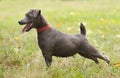 Patterdale Terrier Royalty Free Stock Photo