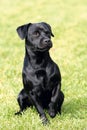 Patterdale Terrier in a garden