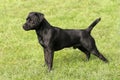 Patterdale Terrier in a garden