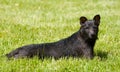 Patterdale Terrier laying in the grass Royalty Free Stock Photo