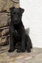 Patterdale Terrier Royalty Free Stock Photo