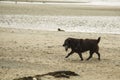 Patterdale terrier on the beach