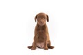 Patterdale terrier puppy Royalty Free Stock Photo