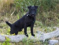 Patterdale Terrier Royalty Free Stock Photo