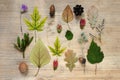 A pattern of autumn finds - yellow maple leaves, oak, dry wild flowers, acorns. Wooden background. Autumn composition.