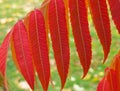 Pattern of autumn leaves