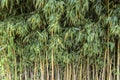 Pattern backgroun of Bamboo forest trees