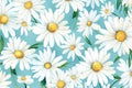 Pattern background chamomile plant flower daisy white spring floral nature seamless wallpaper summer Royalty Free Stock Photo