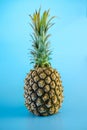 Isolate exotic pineapple on blue background Royalty Free Stock Photo