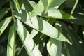 Sunshine on the leaves of bamboo it is a giant woody grass that grows chiefly in the tropics.
