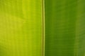 Pattern of banana leaf is pinnately parallel venation in botanical