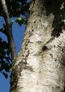 Pattern in bark on trunk silver birch tree Royalty Free Stock Photo