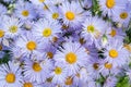 Pattern of Beautiful Bouquet from small florets of different violet shades from above. Royalty Free Stock Photo