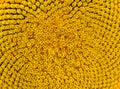 Pattern of Beautiful Bright Sunflower. Summer Flower Background Royalty Free Stock Photo