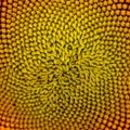 Pattern of Beautiful Bright Sunflower. Summer Flower Background Royalty Free Stock Photo