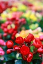 Pattern of beautiful natural begonia flowers