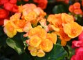 Pattern of beautiful natural yellow and orange begonia flowers texture full blooming in flower garden for background. Royalty Free Stock Photo