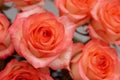 Pattern from beautiful orange roses with water drops. Soft focus. Valentines day or Birthday celebration concept Royalty Free Stock Photo