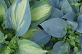 A pattern of the big blue and green leaves of the hosta plant with small sprouts Royalty Free Stock Photo
