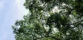 Pattern of big green tree branch with sunlight flare, leaves and blue sky for background Royalty Free Stock Photo