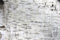 Pattern of birch bark with black birch stripes on white birch bark Royalty Free Stock Photo