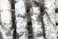 Pattern of birch bark with black birch stripes on white birch bark Royalty Free Stock Photo
