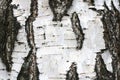 Pattern of birch bark with black birch stripes on white birch bark Royalty Free Stock Photo