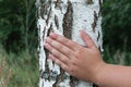 Pattern of birch bark with black birch stripes on white birch bark and with wooden birch bark texture Royalty Free Stock Photo