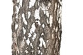 Pattern of birch bark with black birch stripes on white birch bark and with wooden birch bark texture isolated on white b Royalty Free Stock Photo