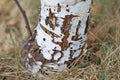 pattern of birch bark with black birch stripes on white birch bark and with wooden birch bark texture Royalty Free Stock Photo