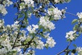 Pattern of a blooming apple tree against a blue sky Royalty Free Stock Photo