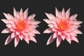 Pattern of blooming pink lotus flowers with white petals and yellow stamens isolated on gray background