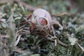 A bug on blue moss in a deep forest. Spring. Macro