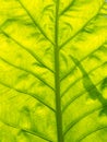 Pattern of Bright Anthurium Leaf